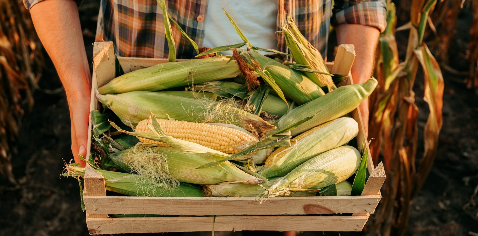 Top view of farmer carrying box with rich harvest of selected ripe corn.